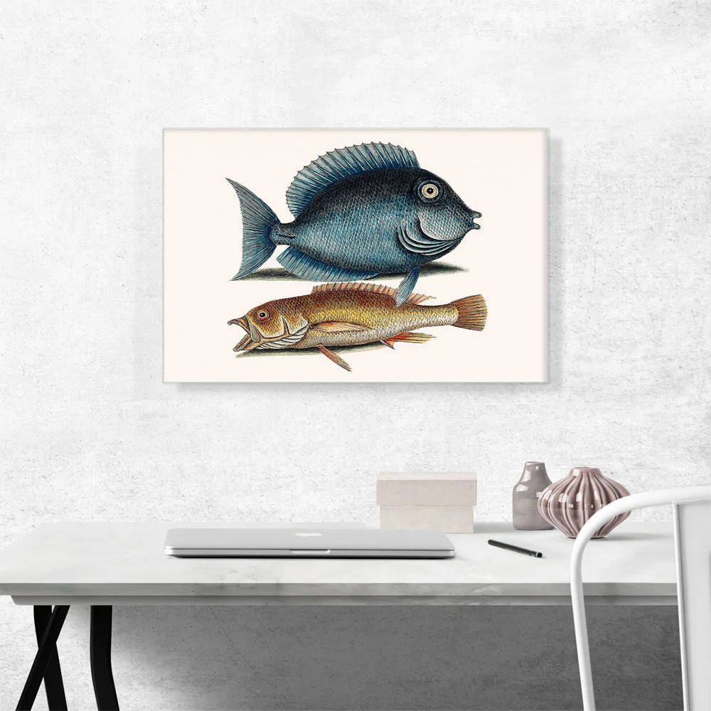 Tang Fish Yellow Fish