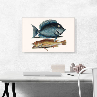 Tang Fish Yellow Fish