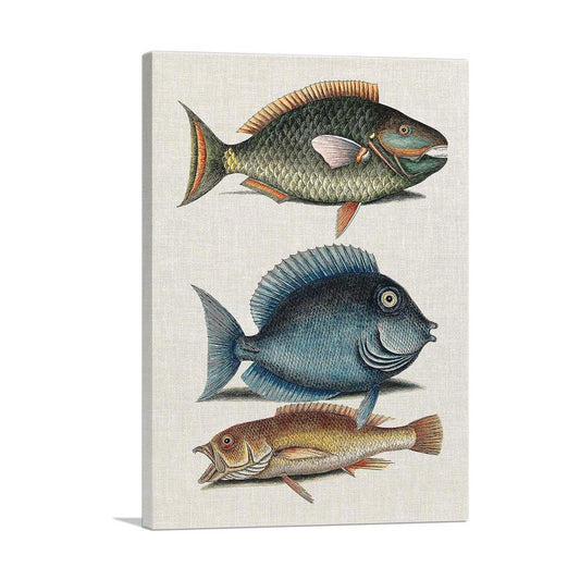 Parrot Fish Tang Fish and Yellow Fish