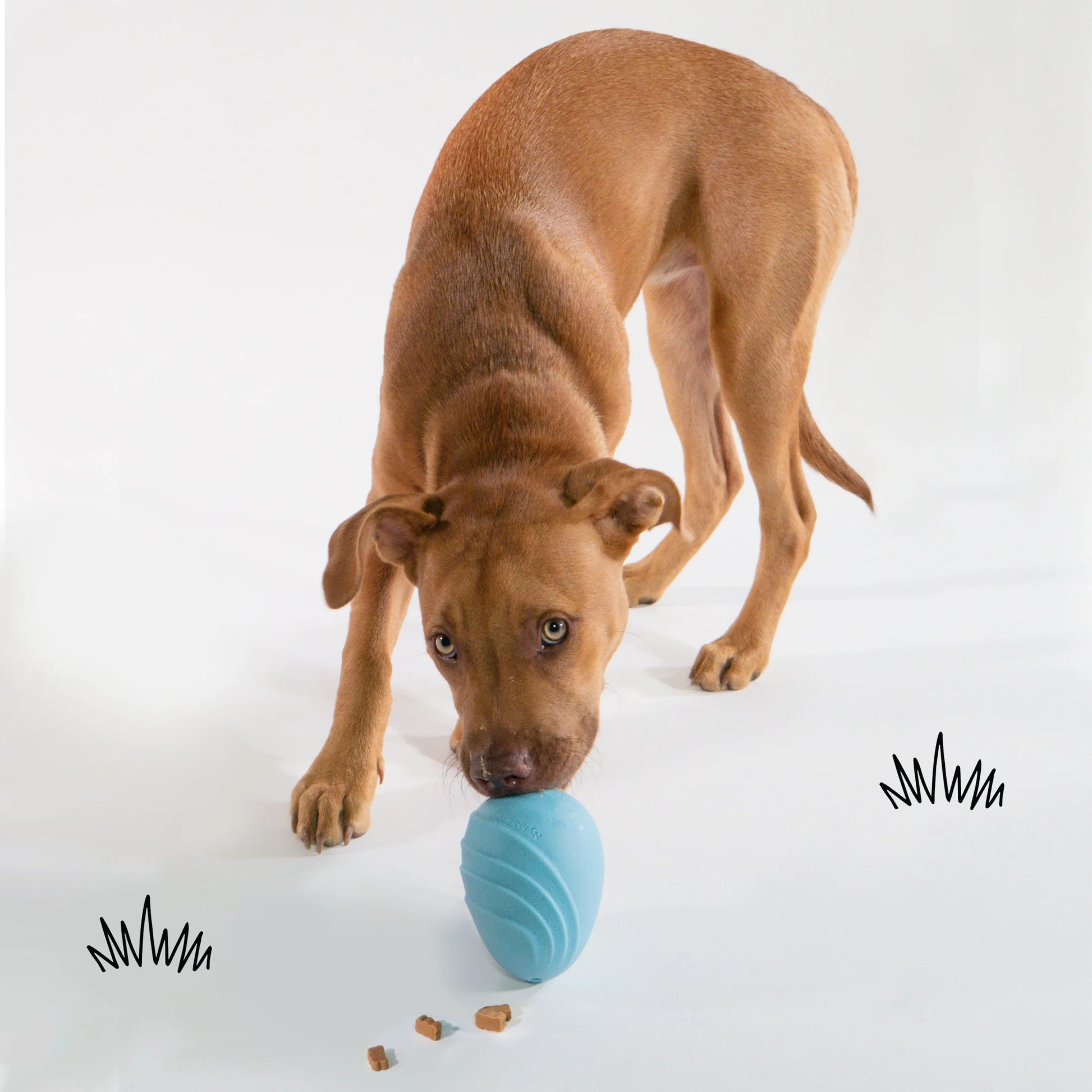 Springa Interactive Dog Toy, Lightweight Flexible Floatable Tug Toy