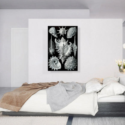 Prosobranchia Sea Land Freshwater Snails