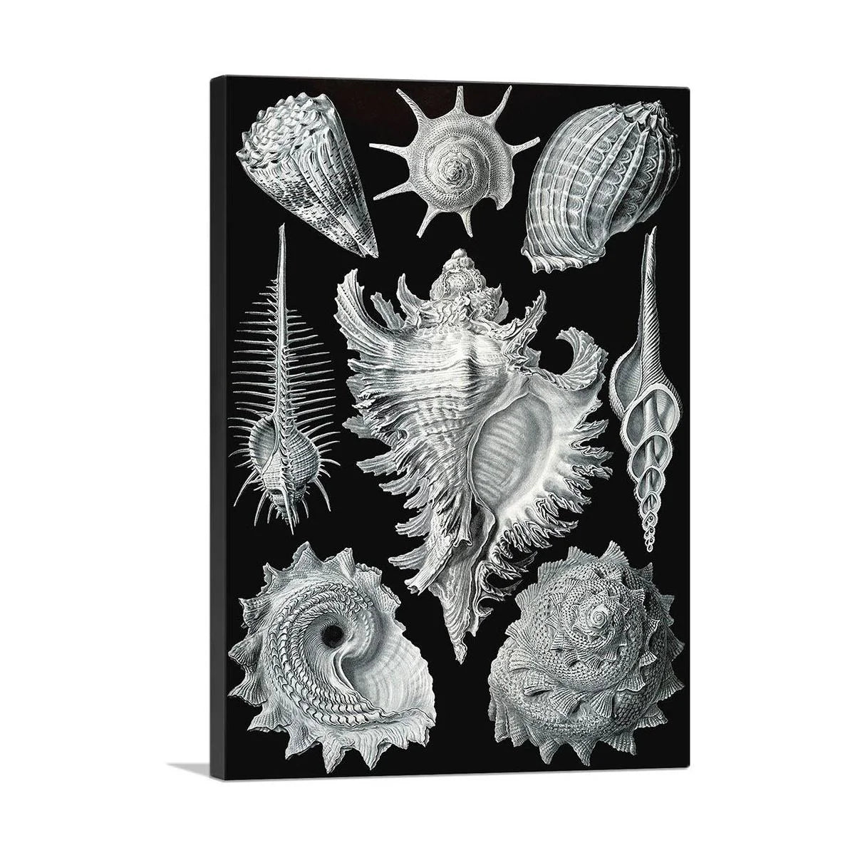 Prosobranchia Sea Land Freshwater Snails