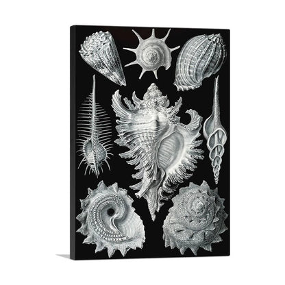 Prosobranchia Sea Land Freshwater Snails