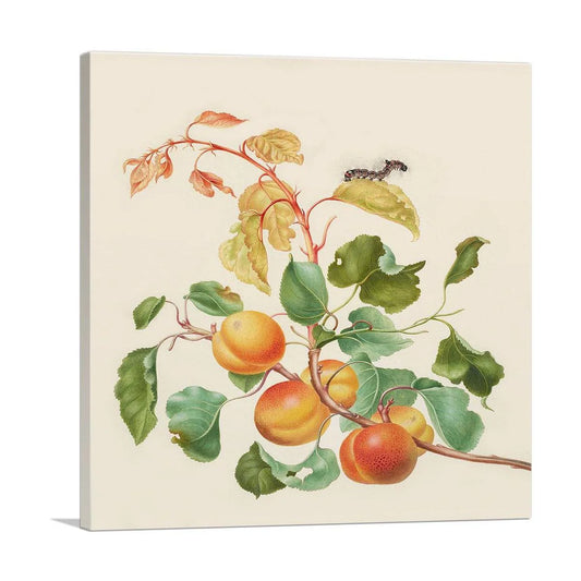 Apricot Branch with Dark Dagger Moth Caterpillar 1705