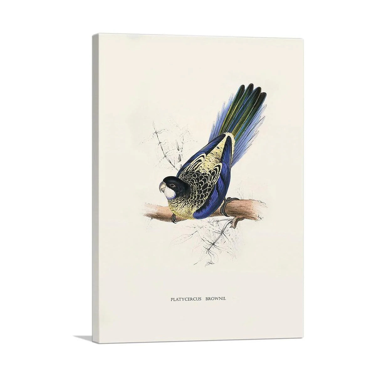 Brown'S Parakeet