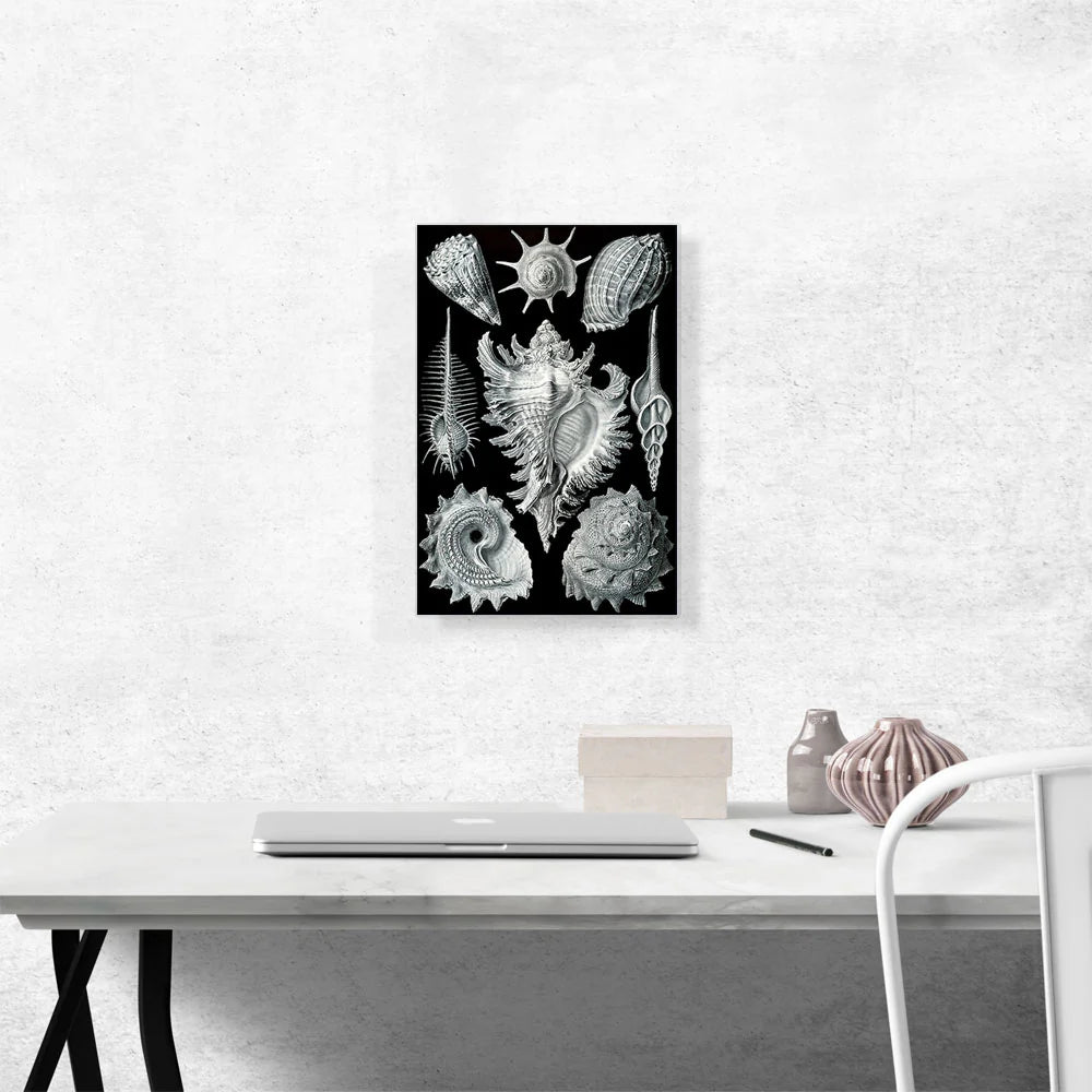 Prosobranchia Sea Land Freshwater Snails