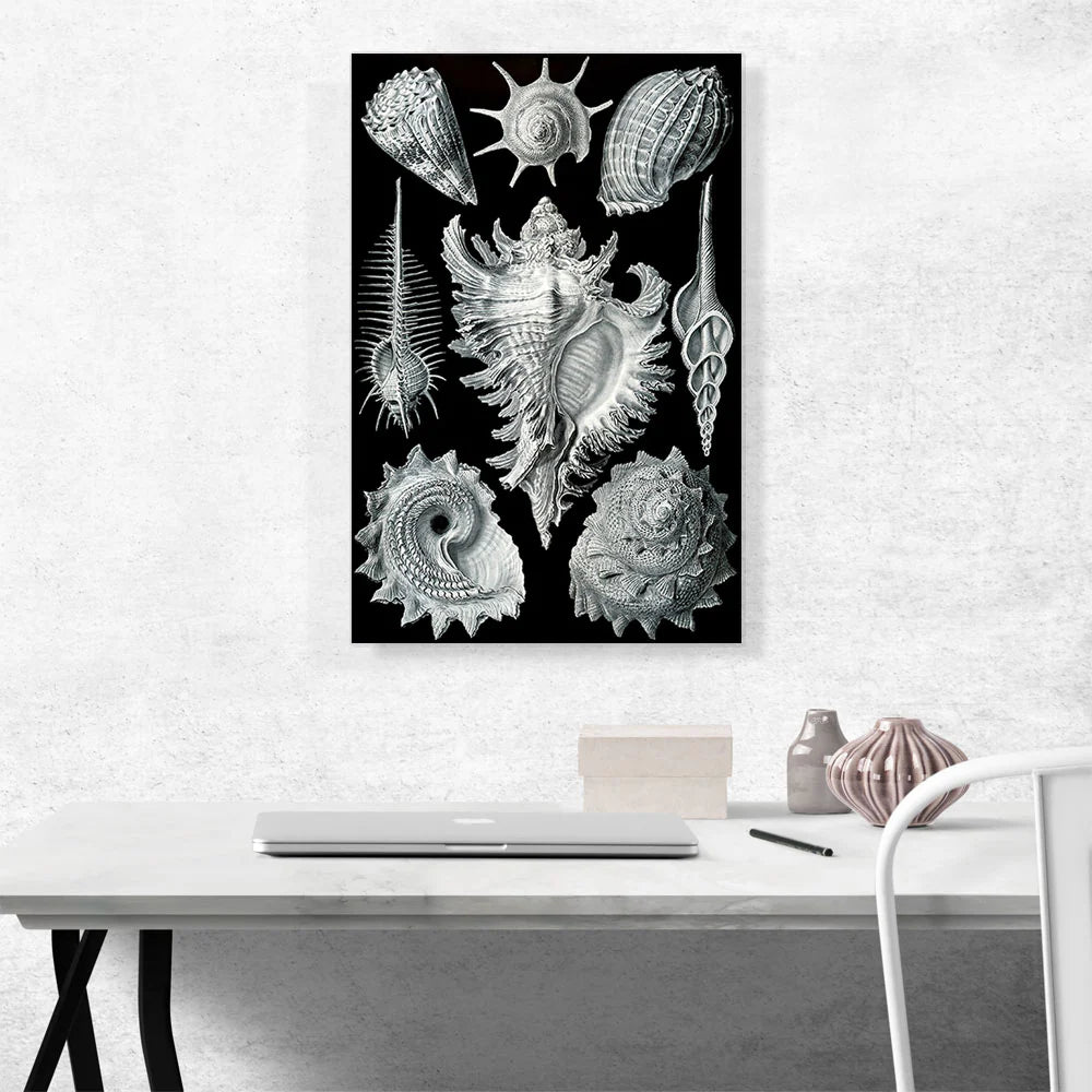 Prosobranchia Sea Land Freshwater Snails